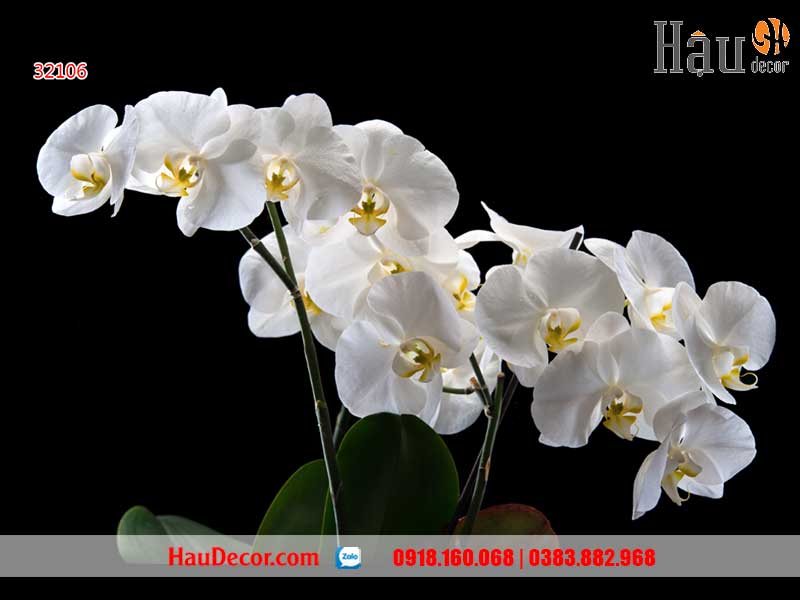 Tranh Dán Tường Trang Trí Spa 32106